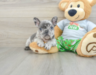 8 week old French Bulldog Puppy For Sale - Florida Fur Babies