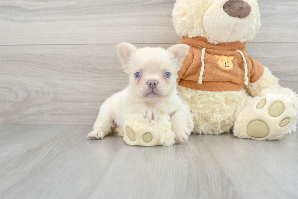 French Bulldog Pup Being Cute