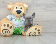 8 week old French Bulldog Puppy For Sale - Florida Fur Babies