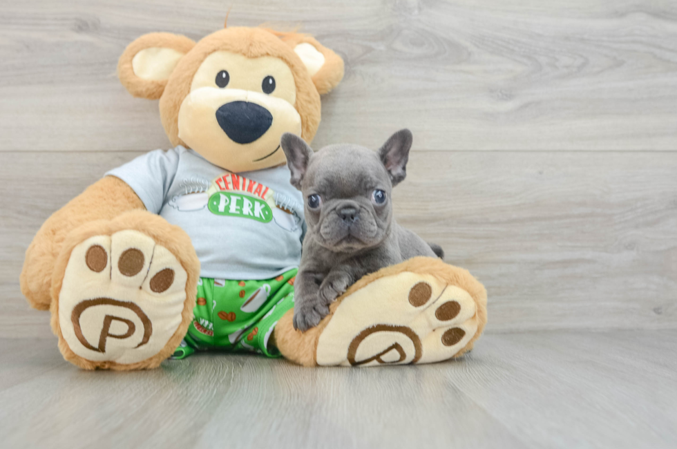 8 week old French Bulldog Puppy For Sale - Florida Fur Babies