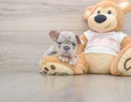 6 week old French Bulldog Puppy For Sale - Florida Fur Babies