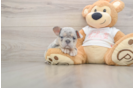 Best French Bulldog Baby