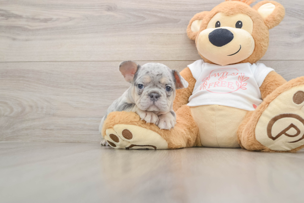 Best French Bulldog Baby