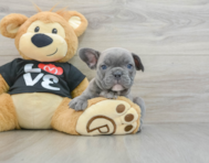 6 week old French Bulldog Puppy For Sale - Florida Fur Babies