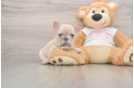 Akc Registered French Bulldog Baby
