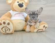 6 week old French Bulldog Puppy For Sale - Florida Fur Babies