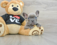 6 week old French Bulldog Puppy For Sale - Florida Fur Babies