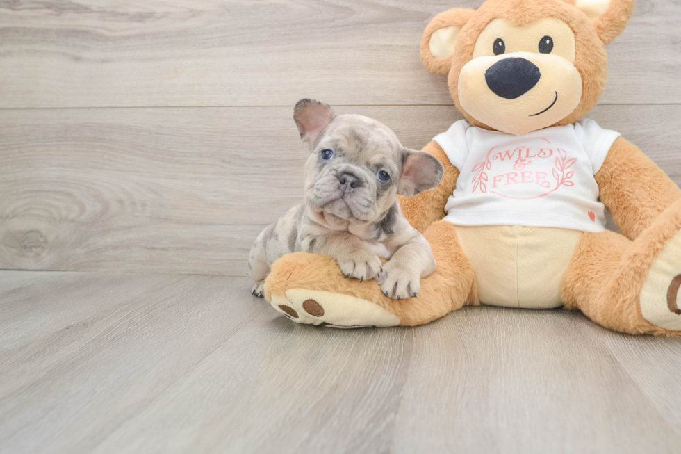 Friendly French Bulldog Baby