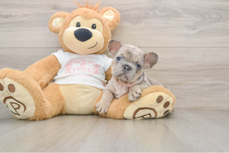 French Bulldog Pup Being Cute