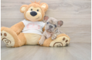 French Bulldog Pup Being Cute