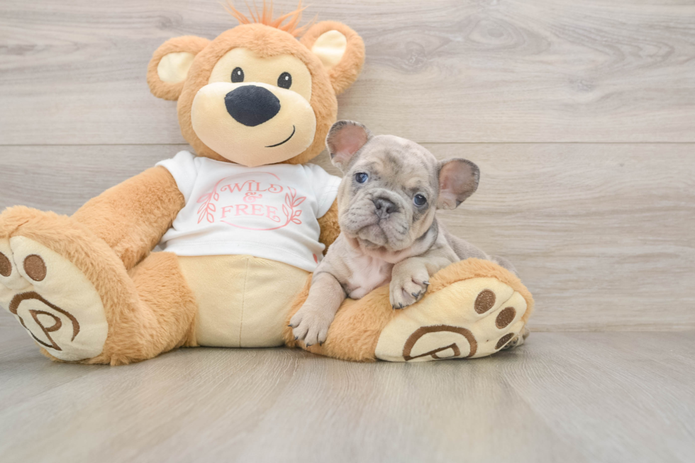 French Bulldog Pup Being Cute