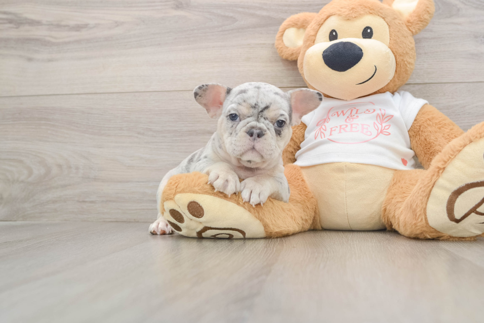 Sweet Frenchie Purebred Puppy