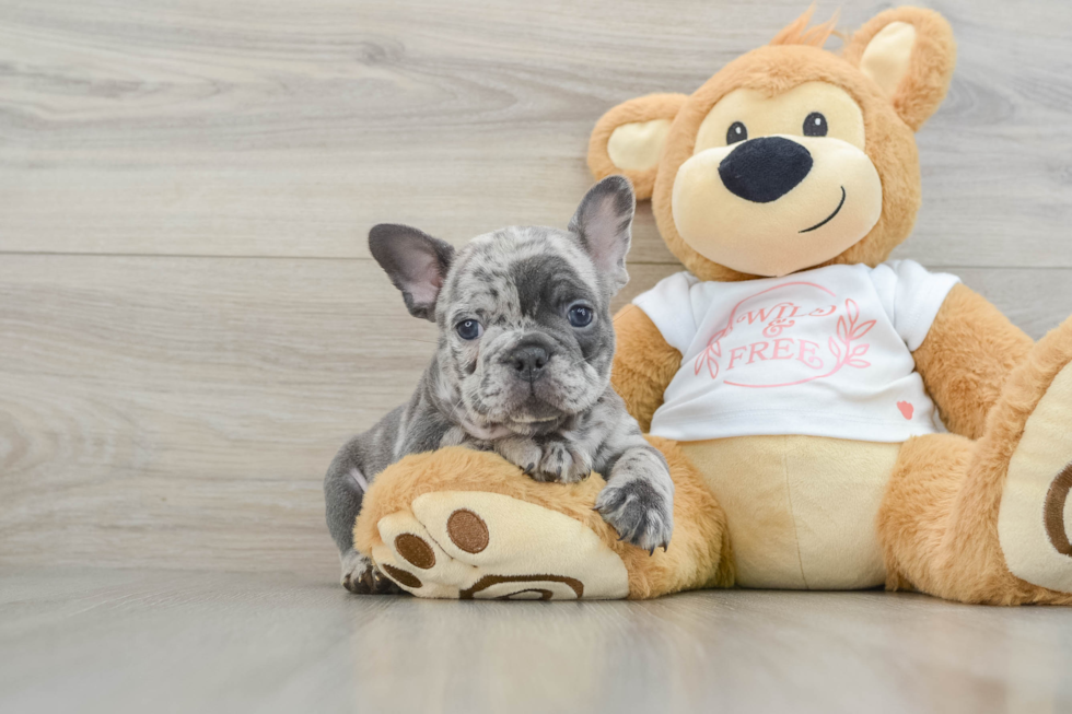 Popular French Bulldog Baby