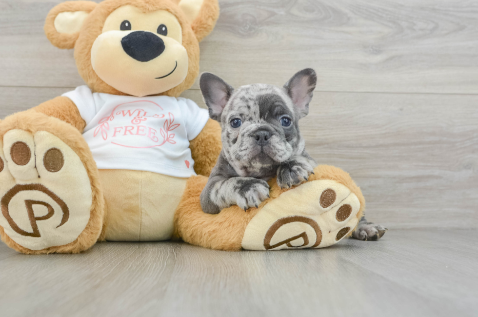 7 week old French Bulldog Puppy For Sale - Florida Fur Babies