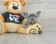 6 week old French Bulldog Puppy For Sale - Florida Fur Babies