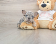6 week old French Bulldog Puppy For Sale - Florida Fur Babies