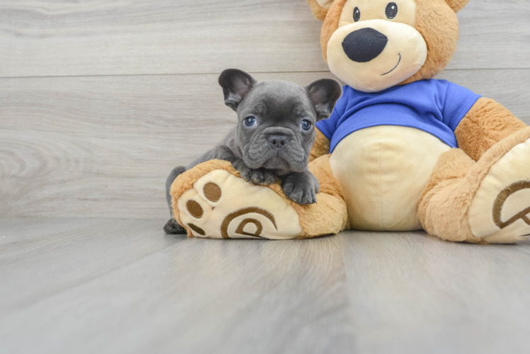 Funny French Bulldog Baby