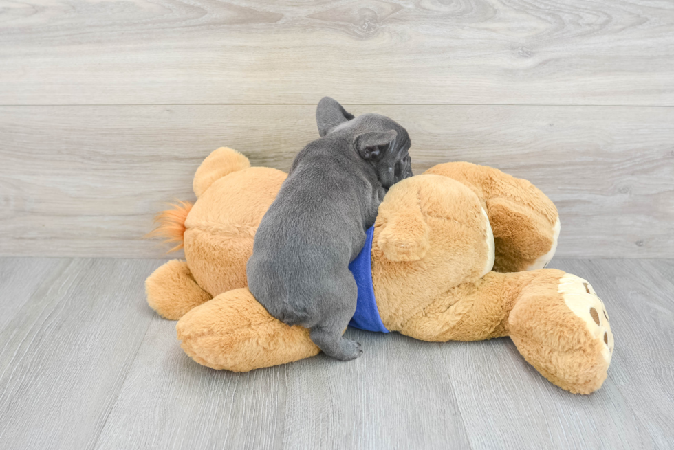 Popular French Bulldog Purebred Pup