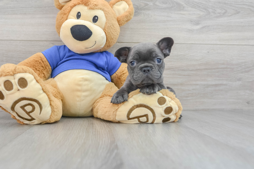French Bulldog Puppy for Adoption