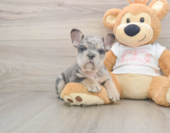 6 week old French Bulldog Puppy For Sale - Florida Fur Babies
