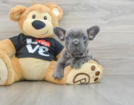 7 week old French Bulldog Puppy For Sale - Florida Fur Babies