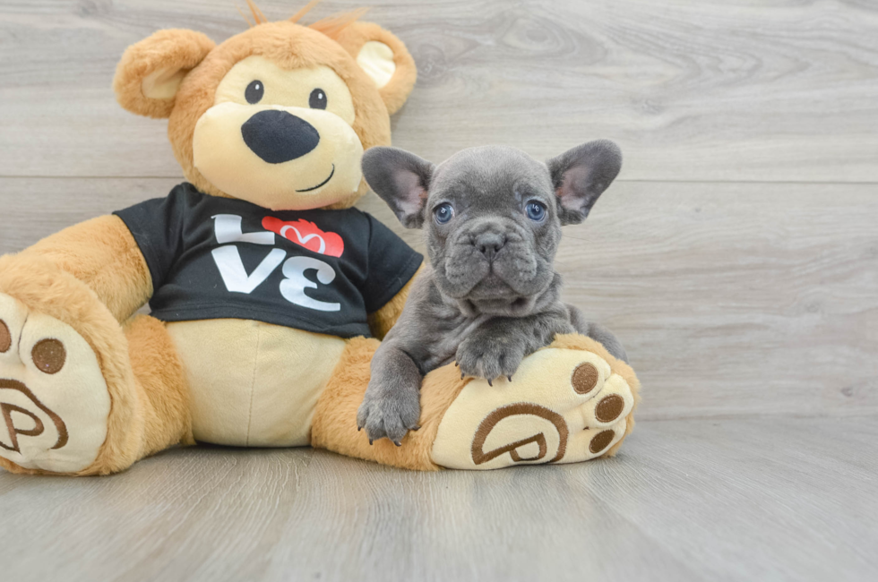 9 week old French Bulldog Puppy For Sale - Florida Fur Babies