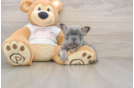 Best French Bulldog Baby