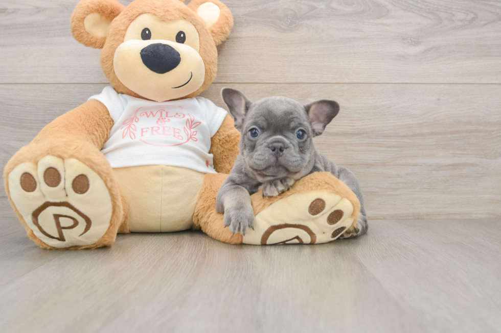 Best French Bulldog Baby