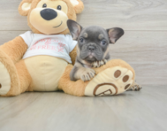 6 week old French Bulldog Puppy For Sale - Florida Fur Babies