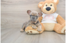 Best French Bulldog Baby
