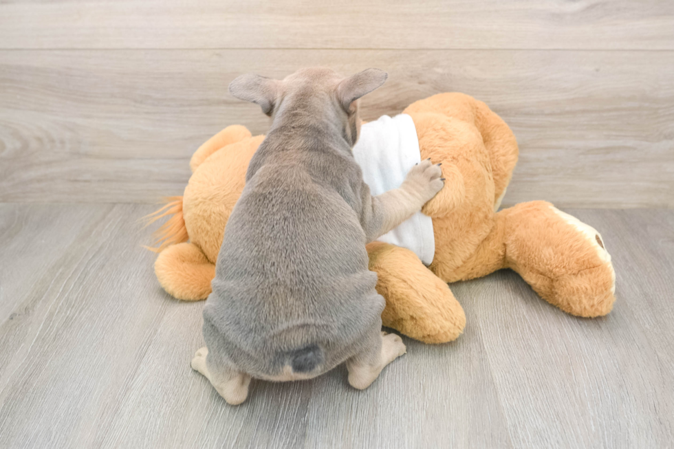 French Bulldog Puppy for Adoption