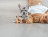 7 week old French Bulldog Puppy For Sale - Florida Fur Babies