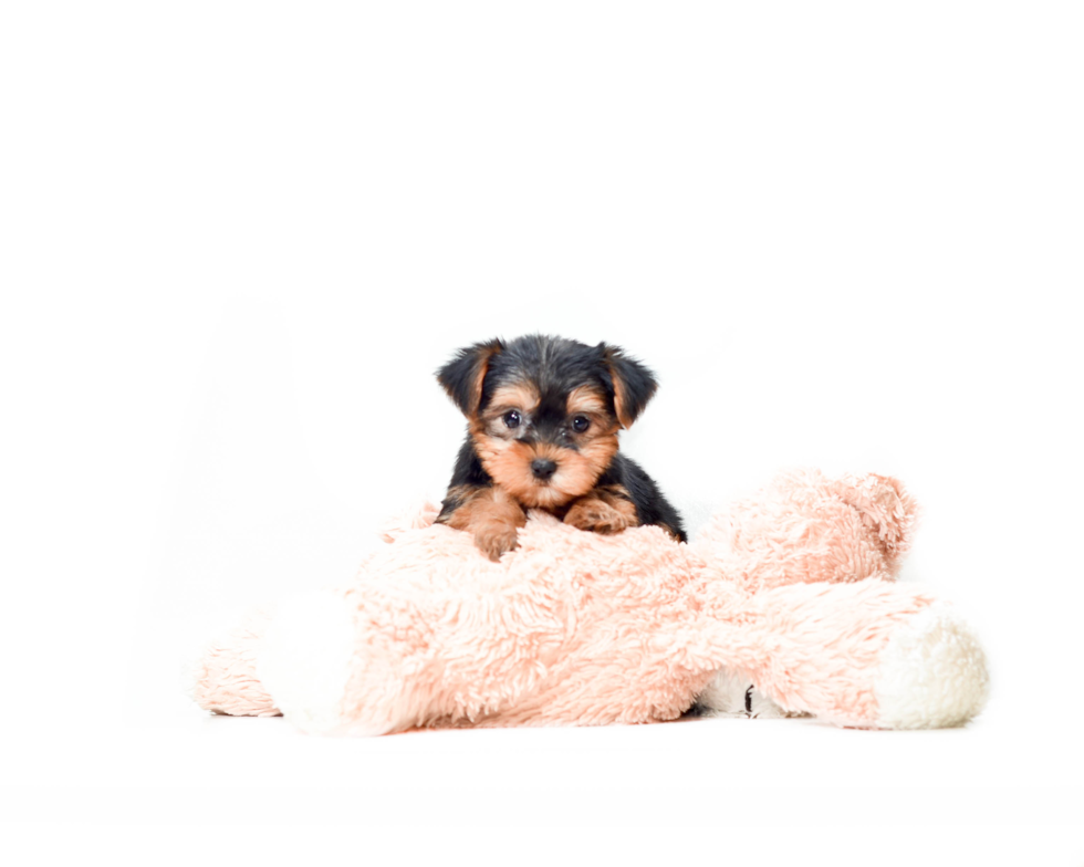 Meet Avery - our Yorkshire Terrier Puppy Photo 2/4 - Florida Fur Babies