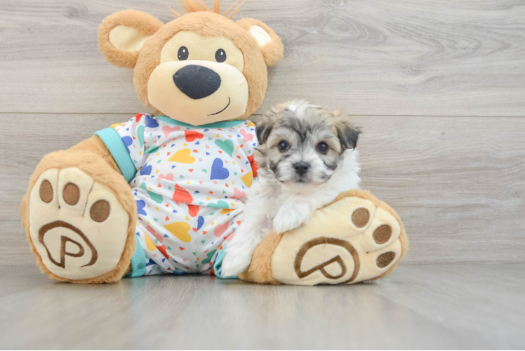 Havachon Puppy for Adoption