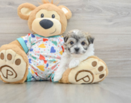 5 week old Havachon Puppy For Sale - Florida Fur Babies