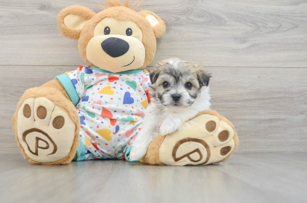 5 week old Havachon Puppy For Sale - Florida Fur Babies