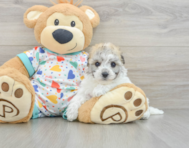 7 week old Havachon Puppy For Sale - Florida Fur Babies