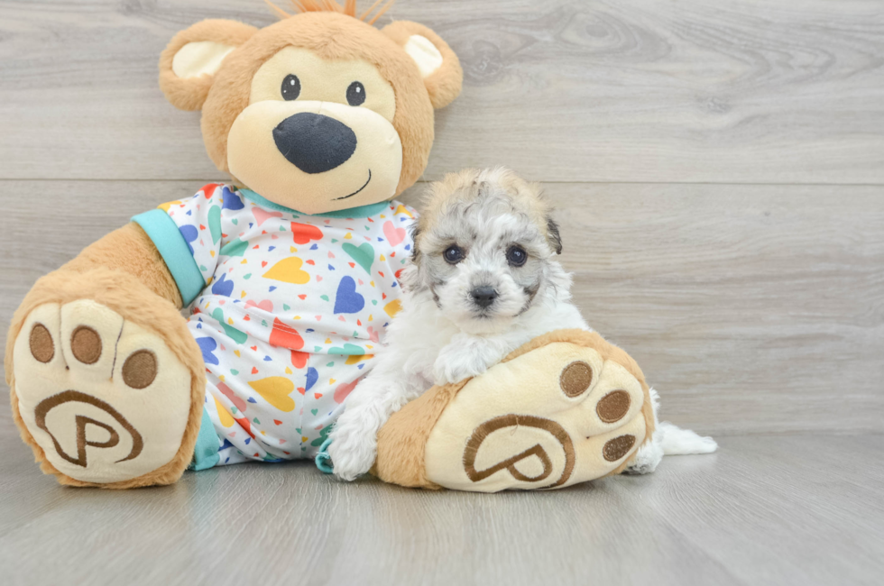 5 week old Havachon Puppy For Sale - Florida Fur Babies