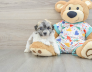 5 week old Havachon Puppy For Sale - Florida Fur Babies