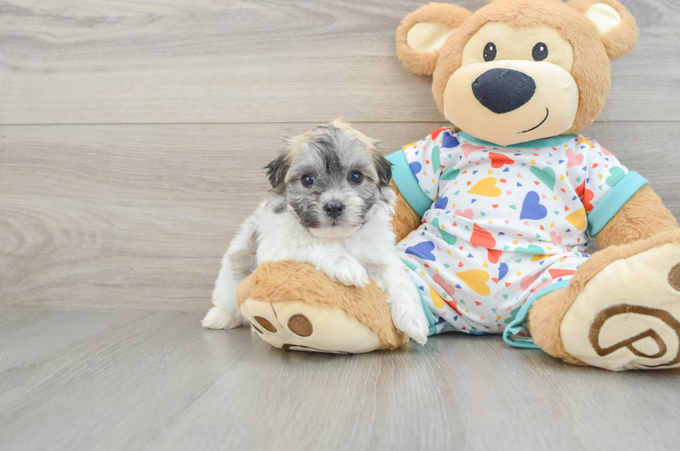 5 week old Havachon Puppy For Sale - Florida Fur Babies