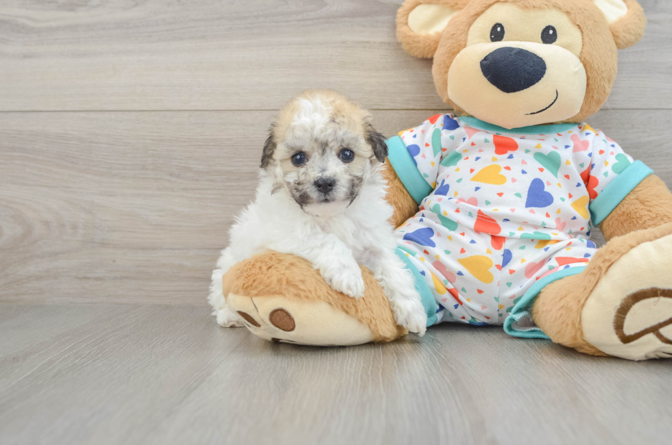 5 week old Havachon Puppy For Sale - Florida Fur Babies