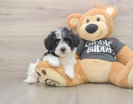 5 week old Havachon Puppy For Sale - Florida Fur Babies