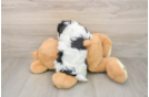 Smart Havachon Designer Pup
