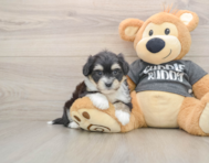 6 week old Havachon Puppy For Sale - Florida Fur Babies