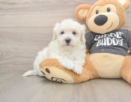 5 week old Havachon Puppy For Sale - Florida Fur Babies