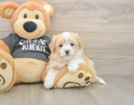 6 week old Havachon Puppy For Sale - Florida Fur Babies