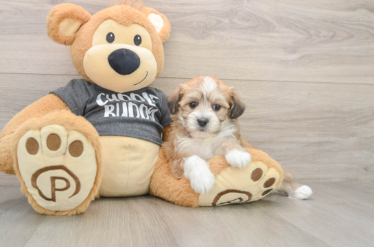 Energetic Havashon Designer Puppy