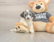 5 week old Havachon Puppy For Sale - Florida Fur Babies