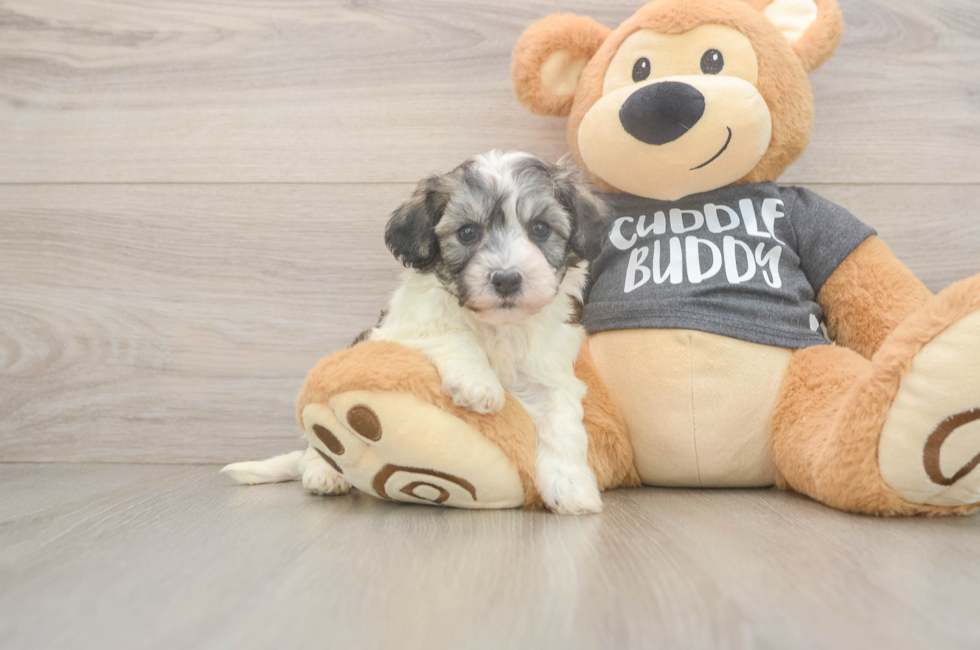 5 week old Havachon Puppy For Sale - Florida Fur Babies