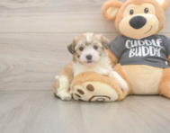 5 week old Havachon Puppy For Sale - Florida Fur Babies